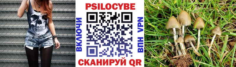 Галлюциногенные грибы Psilocybe  Петровск-Забайкальский 